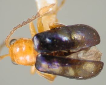 Media type: image;   Entomology 23826 Aspect: habitus dorsal view